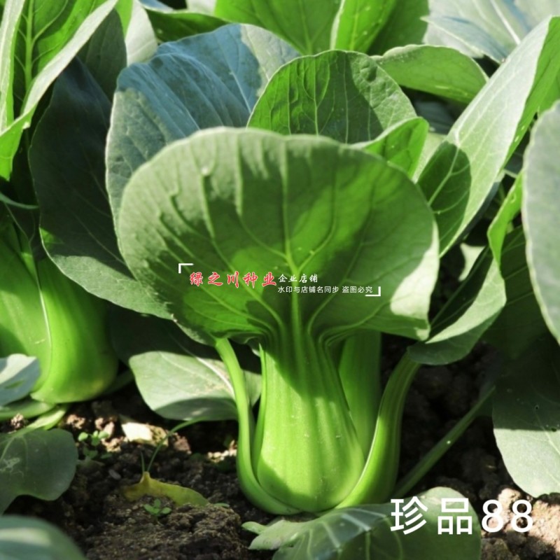 珍品88青梗菜种子耐热耐寒四季小青菜种籽基地优选小油菜种