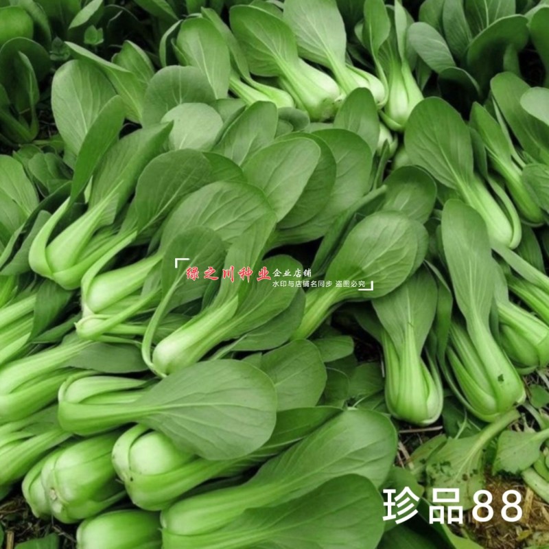 珍品88青梗菜种子耐热耐寒四季小青菜种籽基地优选小油菜种
