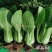 珍品88青梗菜种子耐热耐寒四季小青菜种籽基地优选小油菜种