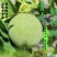 山西青皮核桃礼品二号50起步有货，想要的联系