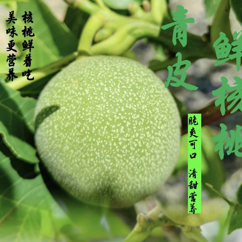 山西青皮核桃礼品二号50起步有货，想要的联系