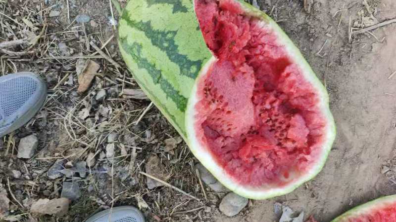宁夏中卫石头瓜