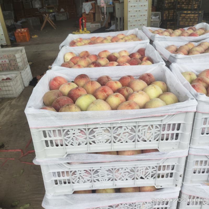 砀山精品毛桃红毛桃产地直发品质保证欢迎咨询合作