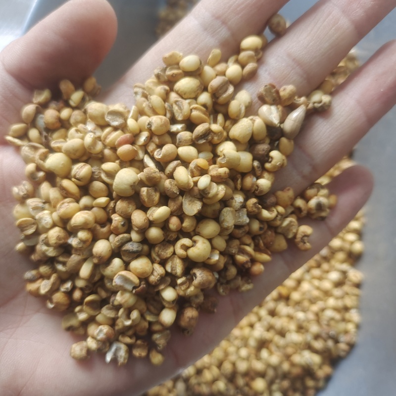 炒薏苡仁好统货麸炒薏米仁供应各种中药材产地贵州