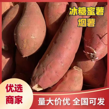 龙薯九红薯,产地直发价优,口感好糖高可看货欢迎