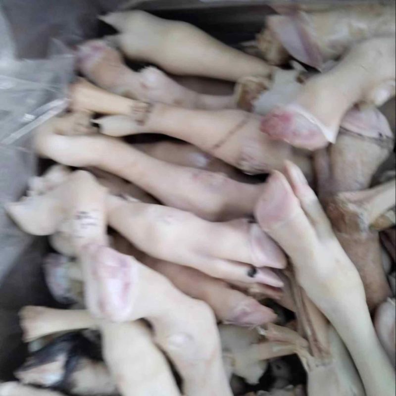 羊蹄量大质优价格优惠一手货源欢迎咨询采购
