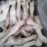 羊蹄量大质优价格优惠一手货源欢迎咨询采购