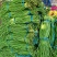 豆角长豆角基地直发货量大价格便宜质量保障运输便利欢迎联系