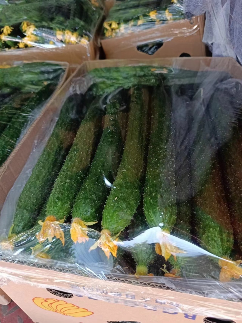 大棚黄瓜青瓜上市了量大价优口感好精品货欢迎联系