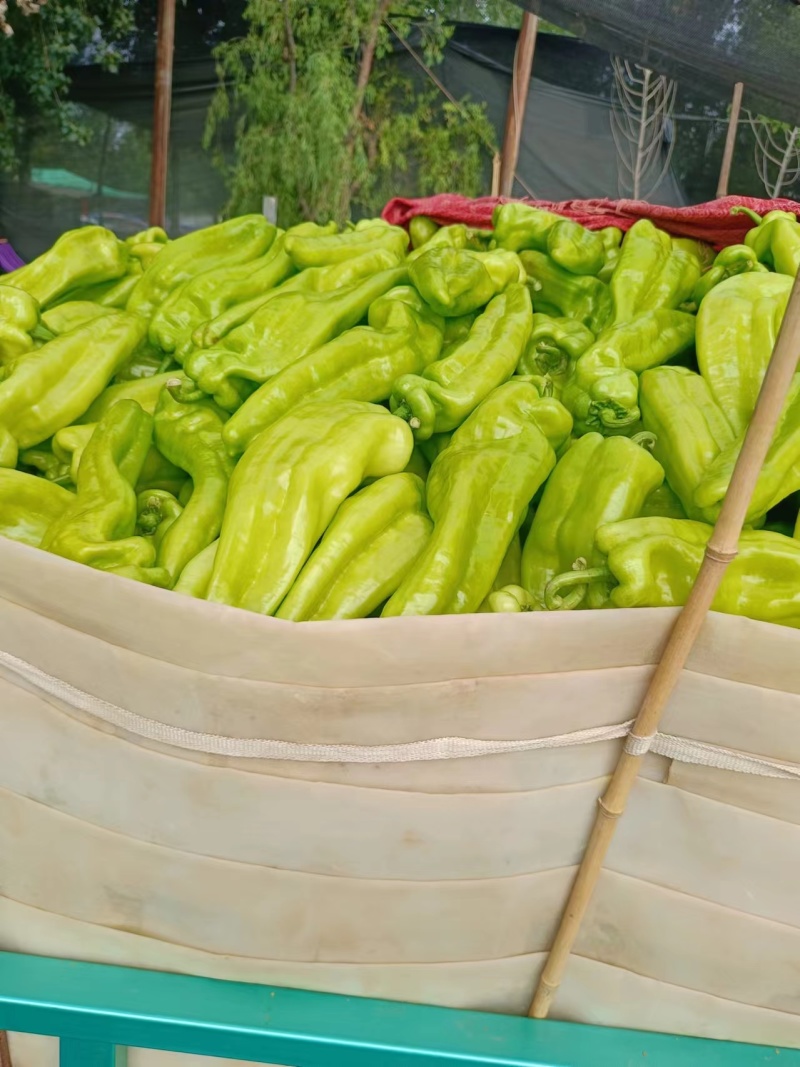 辣椒黄皮尖椒鲜辣椒赶大集电商超市品相好运输便利