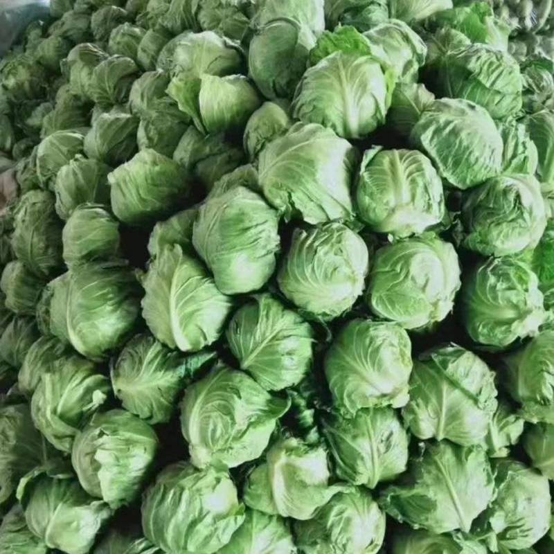 甘蓝圆包菜便宜了品质保障口感好欢迎电联咨询诚信卖货