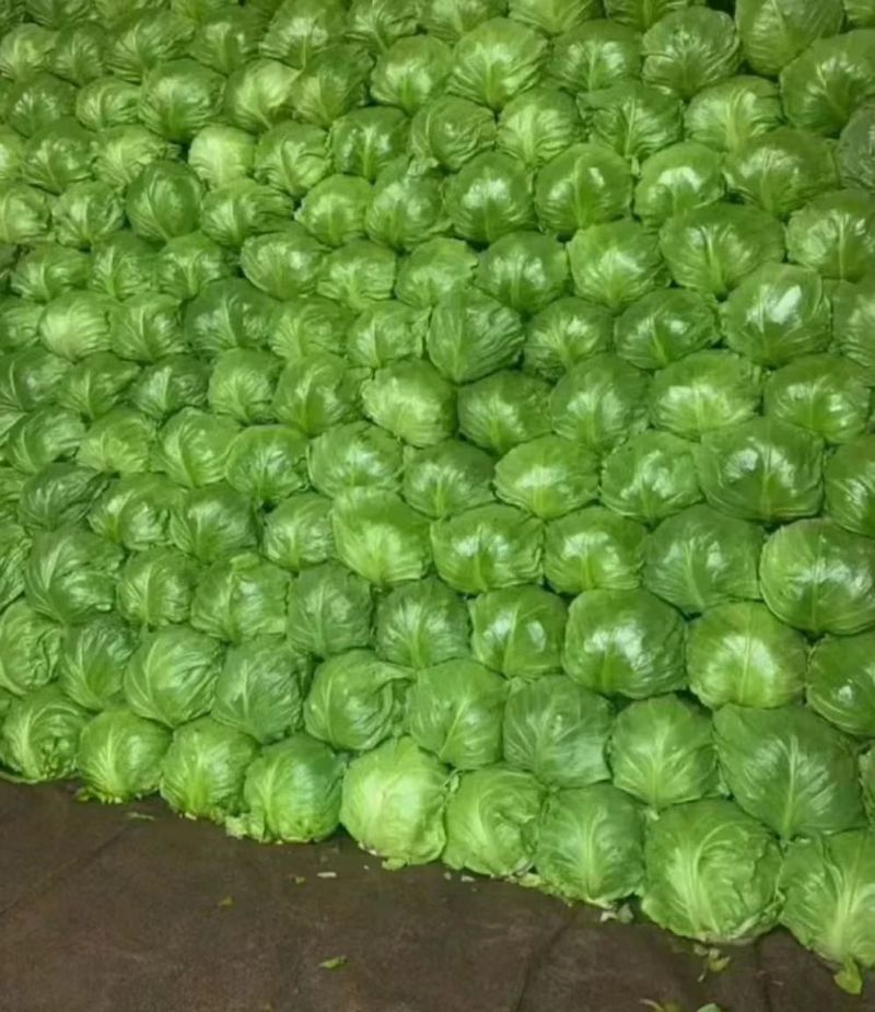 甘蓝圆包菜便宜了品质保障口感好欢迎电联咨询诚信卖货