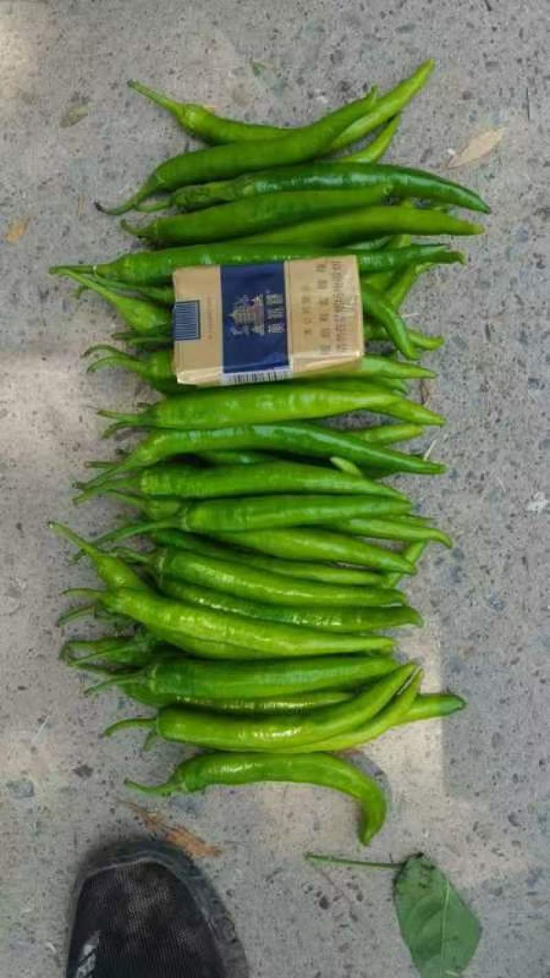 杭椒大量上市了