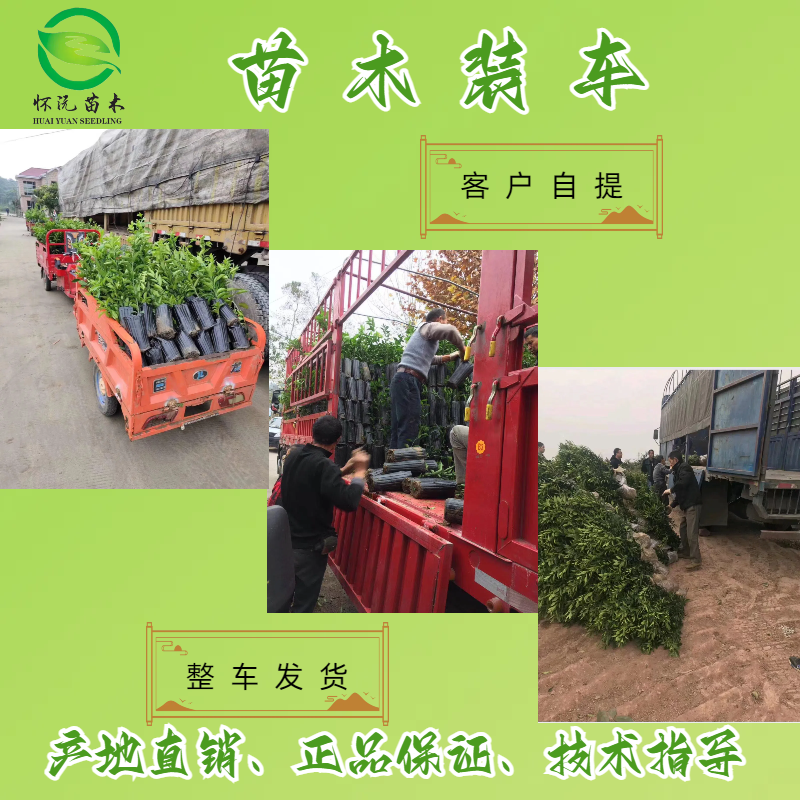 长叶香橙树苗橙子香橙苗嫁接苗产地直销【批发】技术指导