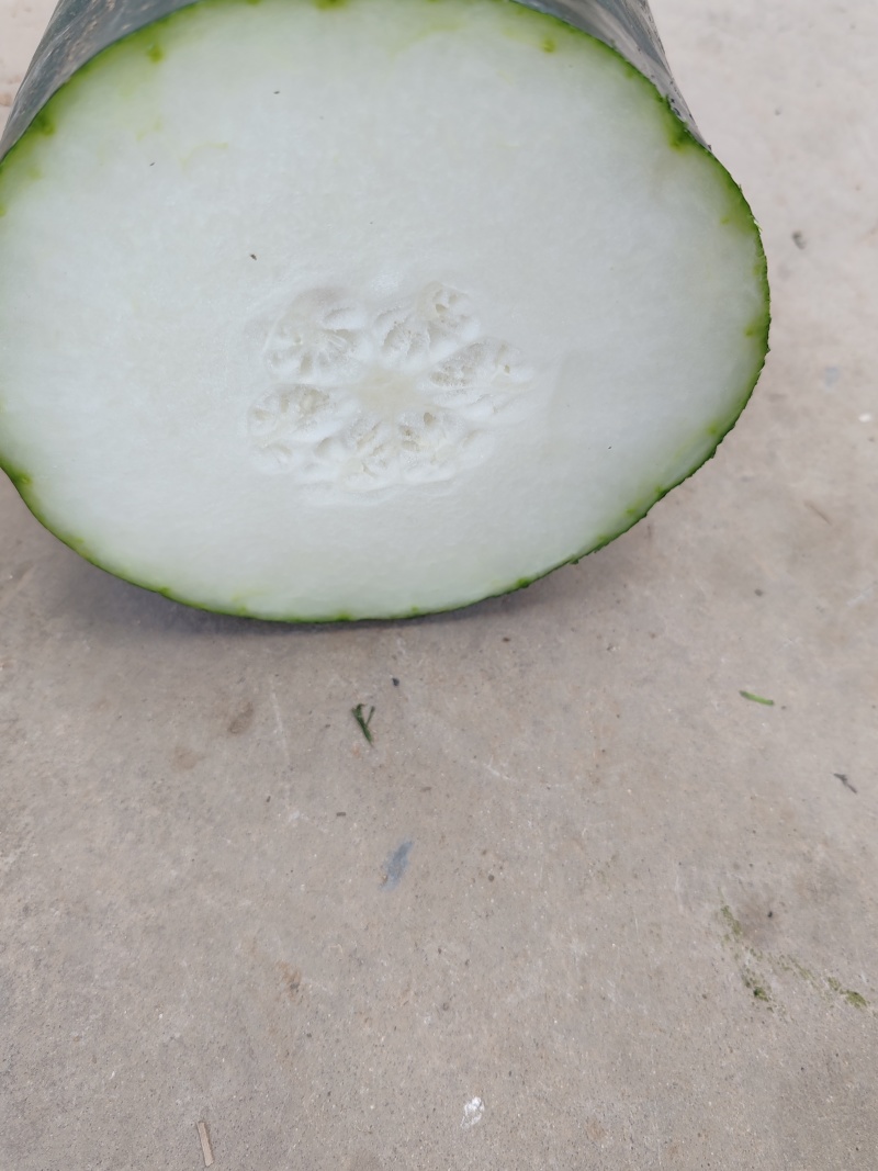 冬瓜黑皮冬瓜白皮冬瓜吊冬瓜地爬冬瓜