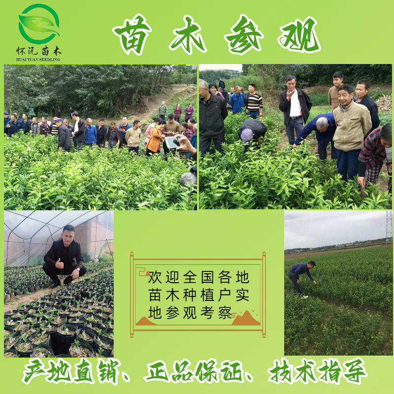 091无核无籽沃柑苗嫁接苗产地直销【批发】技术指导