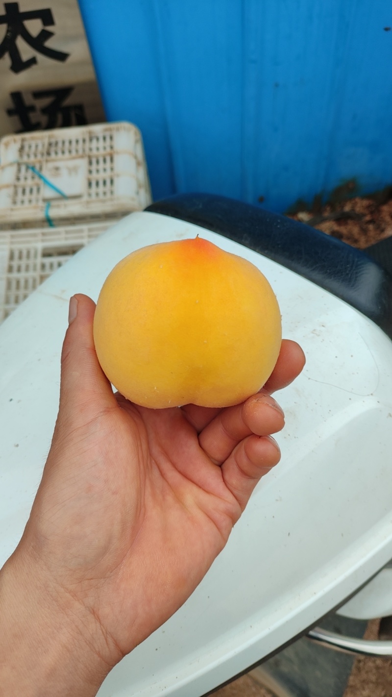 【热卖】山东毛桃套袋黄桃优质黄桃热卖中欢迎致电