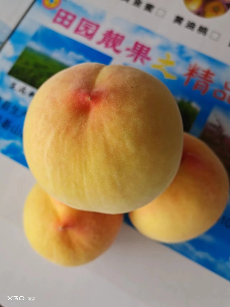 【热卖】山东毛桃套袋黄桃优质黄桃热卖中欢迎致电