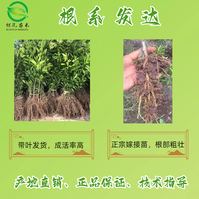 碰柑苗晚碰树苗柑橘苗嫁接苗产地直销【批发】技术指导