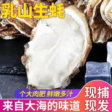 冰冻乳山生蚝，大量有货，量大优惠，对接全国市场电商平台