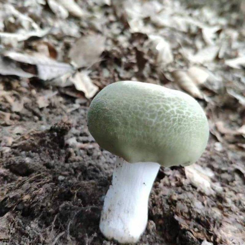 青头菌绿头菌野生新鲜货河南伏牛山产地直供