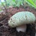 青头菌绿头菌野生新鲜货河南伏牛山产地直供