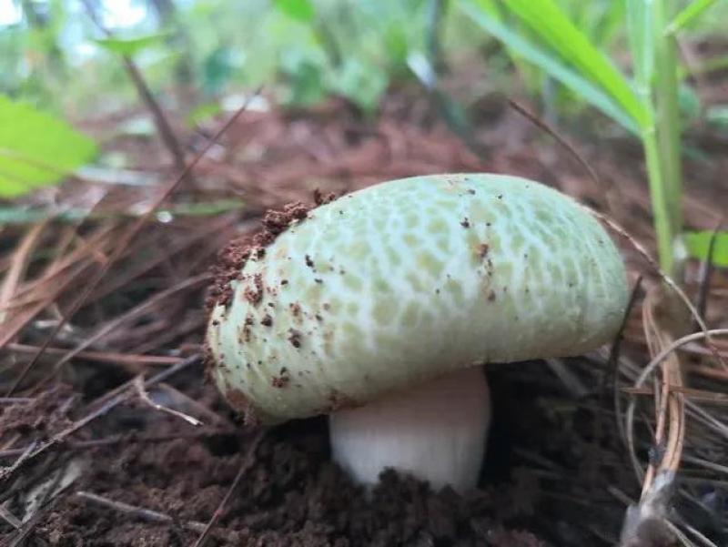 青头菌绿头菌野生新鲜货河南伏牛山产地直供