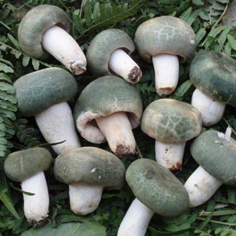 青头菌绿头菌野生新鲜货河南伏牛山产地直供