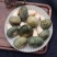 青头菌绿头菌野生新鲜货河南伏牛山产地直供