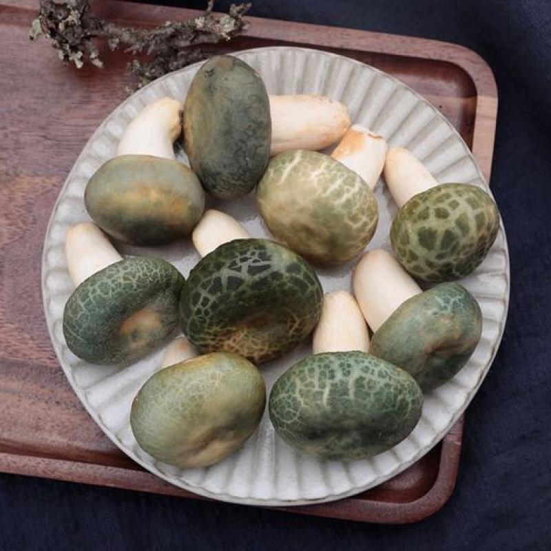 青头菌绿头菌野生新鲜货河南伏牛山产地直供