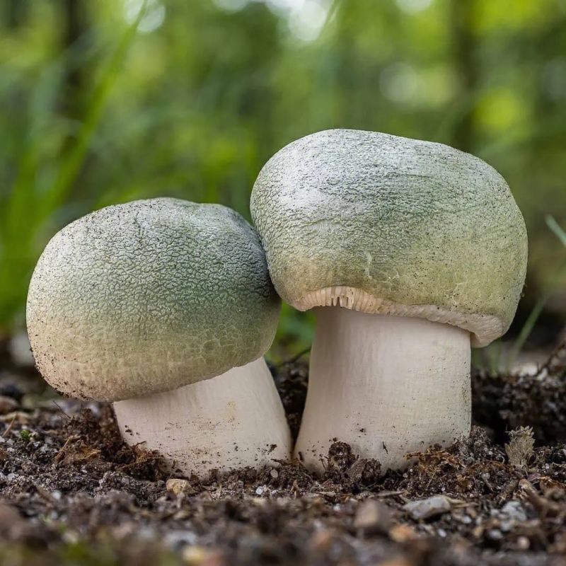 青头菌绿头菌野生新鲜货河南伏牛山产地直供