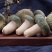 青头菌绿头菌野生新鲜货河南伏牛山产地直供