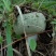 青头菌绿头菌野生新鲜货河南伏牛山产地直供