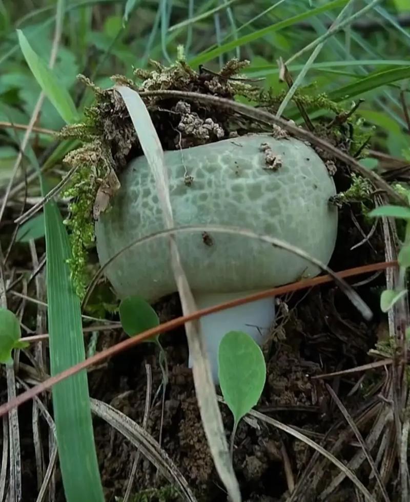 青头菌绿头菌野生新鲜货河南伏牛山产地直供