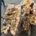 猪苦胆15吨常年有货提供各类包装冷链运输全国接单