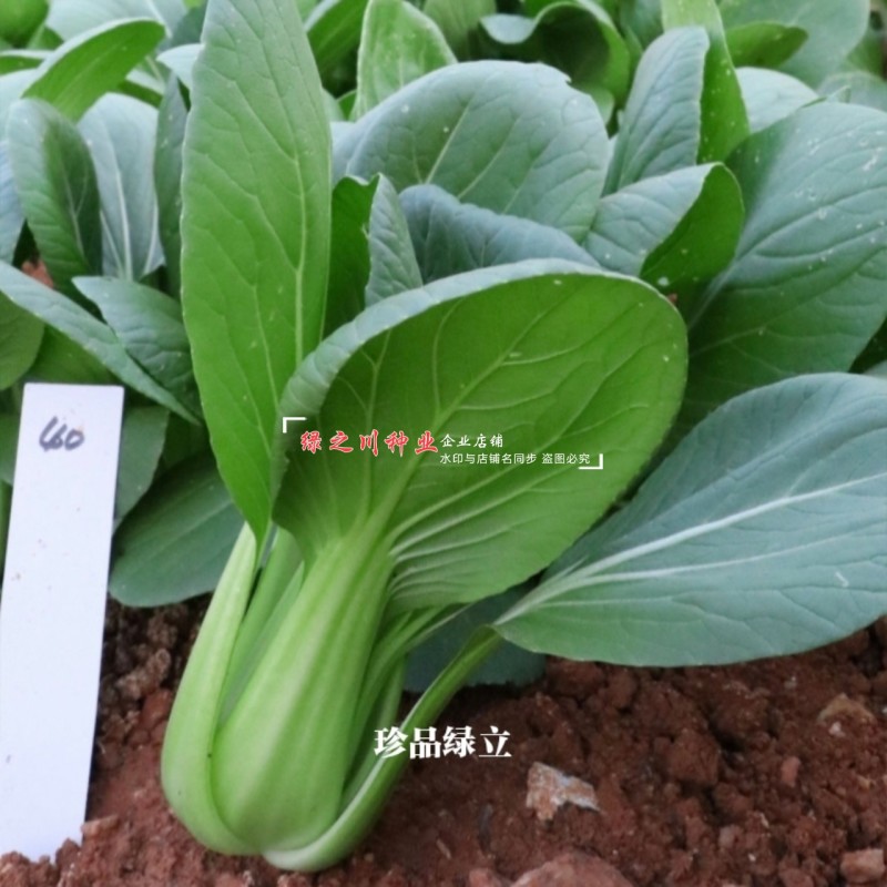 珍品绿立青梗菜种子耐热耐湿绿油亮小青菜种籽四季小油菜种子