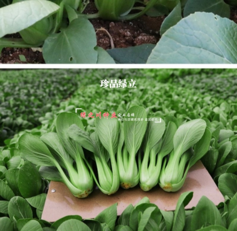珍品绿立青梗菜种子耐热耐湿绿油亮小青菜种籽四季小油菜种子