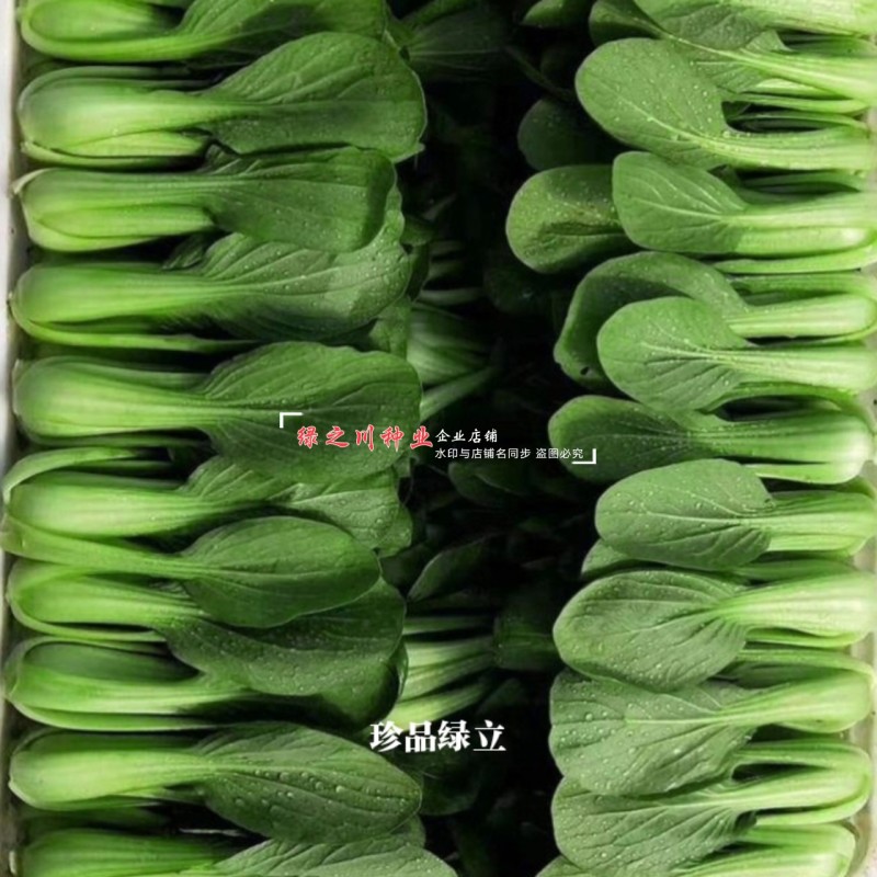 珍品绿立青梗菜种子耐热耐湿绿油亮小青菜种籽四季小油菜种子