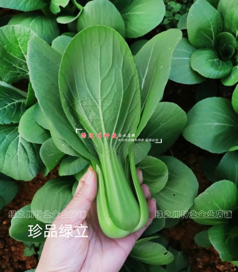 珍品绿立青梗菜种子耐热耐湿绿油亮小青菜种籽四季小油菜种子