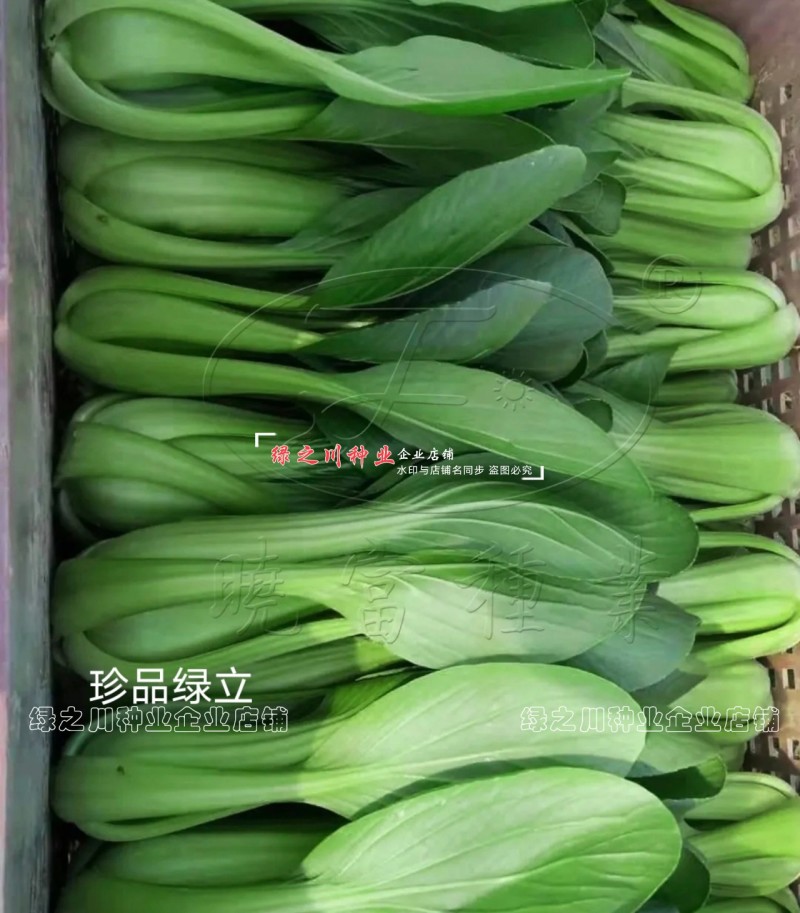 珍品绿立青梗菜种子耐热耐湿绿油亮小青菜种籽四季小油菜种子