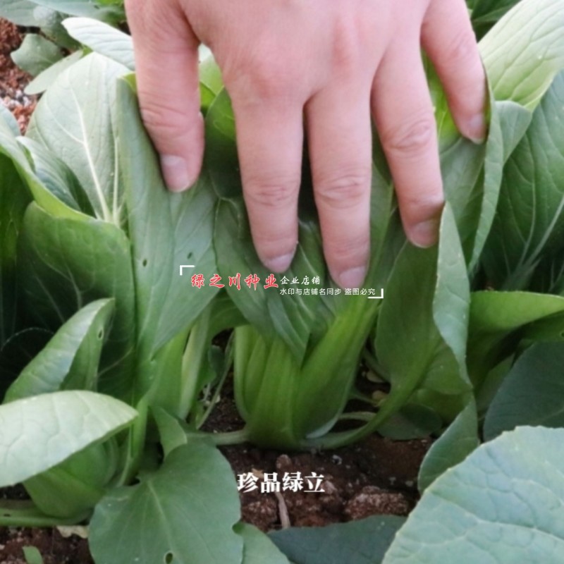 珍品绿立青梗菜种子耐热耐湿绿油亮小青菜种籽四季小油菜种子