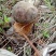 牛肝菌大腿菇野生新鲜嫩菇干货河南伏牛山产地直供