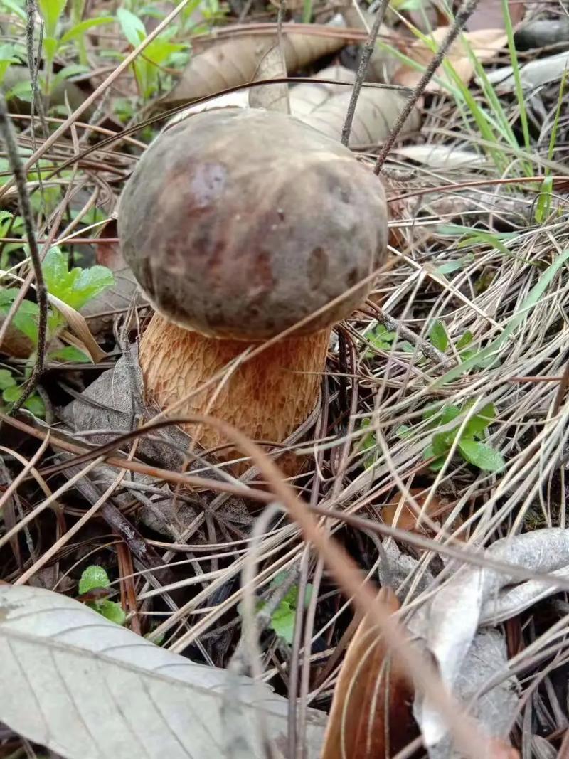 牛肝菌大腿菇野生新鲜嫩菇干货河南伏牛山产地直供