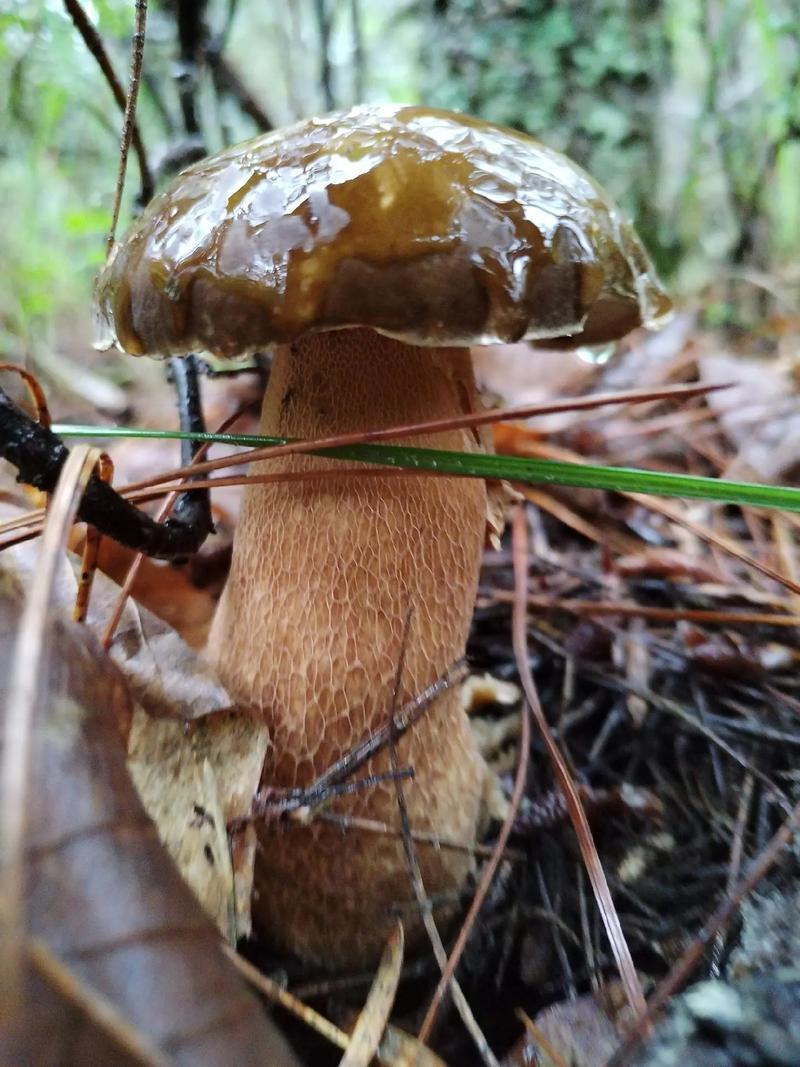 牛肝菌大腿菇野生新鲜嫩菇干货河南伏牛山产地直供