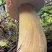 牛肝菌大腿菇野生新鲜嫩菇干货河南伏牛山产地直供