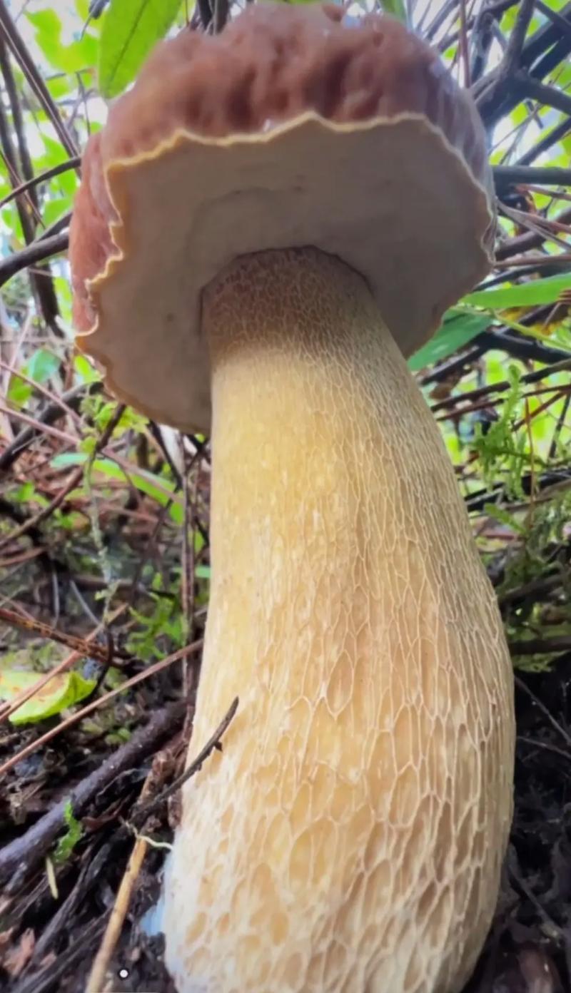 牛肝菌大腿菇野生新鲜嫩菇干货河南伏牛山产地直供