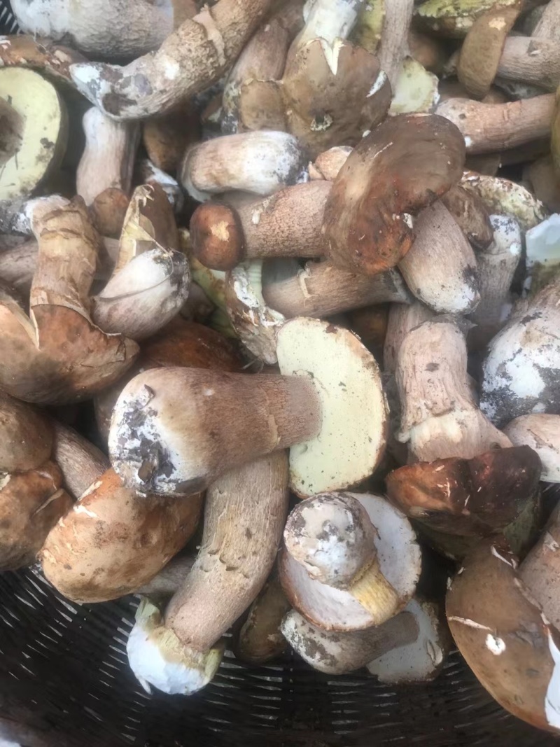 牛肝菌大腿菇野生新鲜嫩菇干货河南伏牛山产地直供
