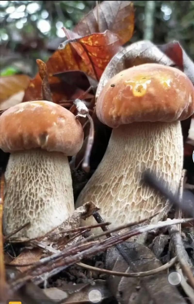 牛肝菌大腿菇野生新鲜嫩菇干货河南伏牛山产地直供