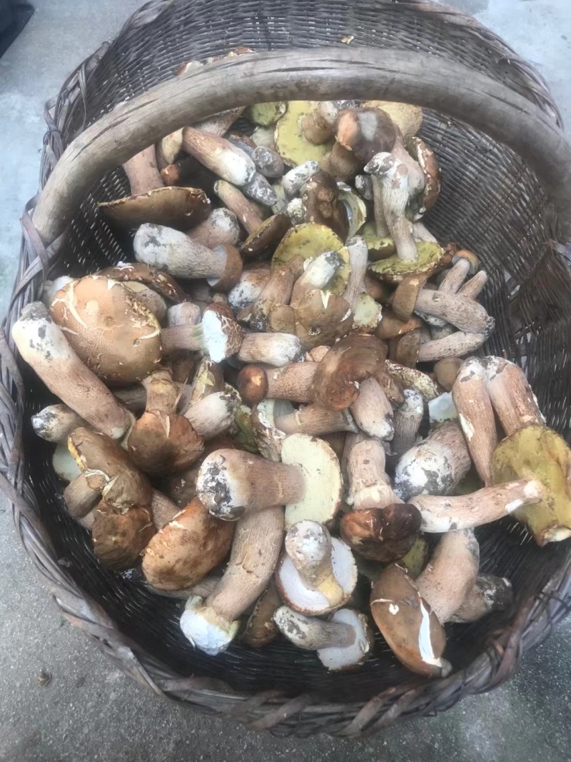 牛肝菌大腿菇野生新鲜嫩菇干货河南伏牛山产地直供