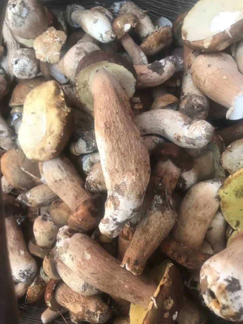 牛肝菌大腿菇野生新鲜嫩菇干货河南伏牛山产地直供